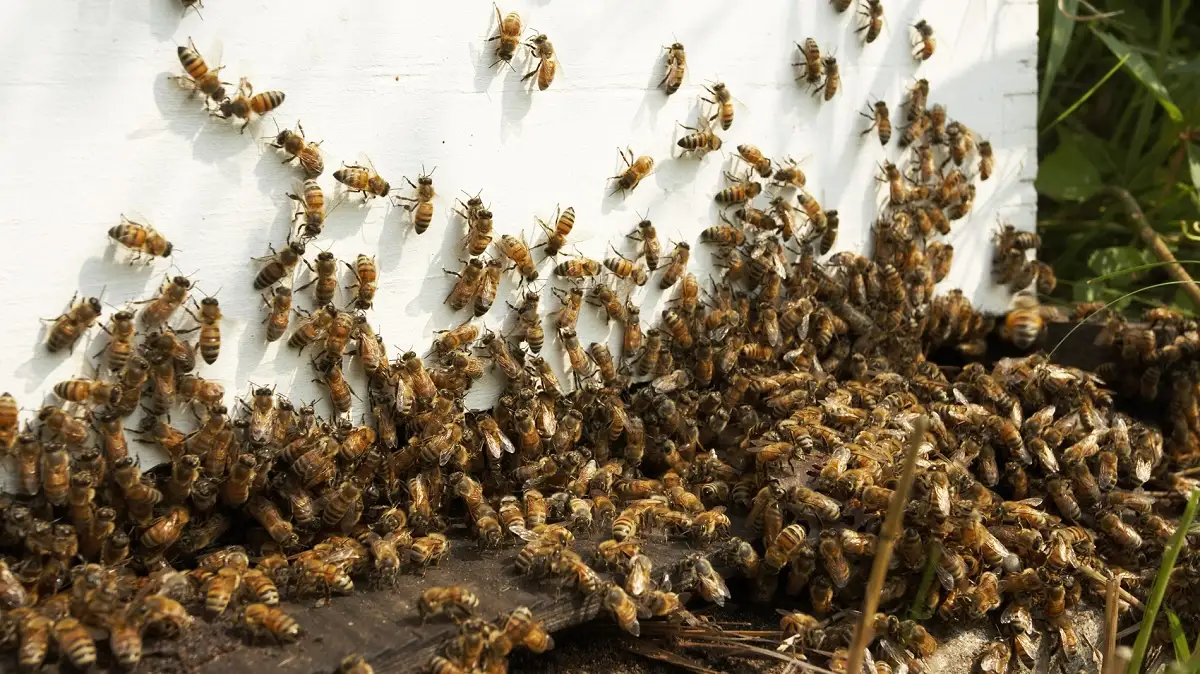 Ataque de abejas en Tehuacán deja una persona sin vida