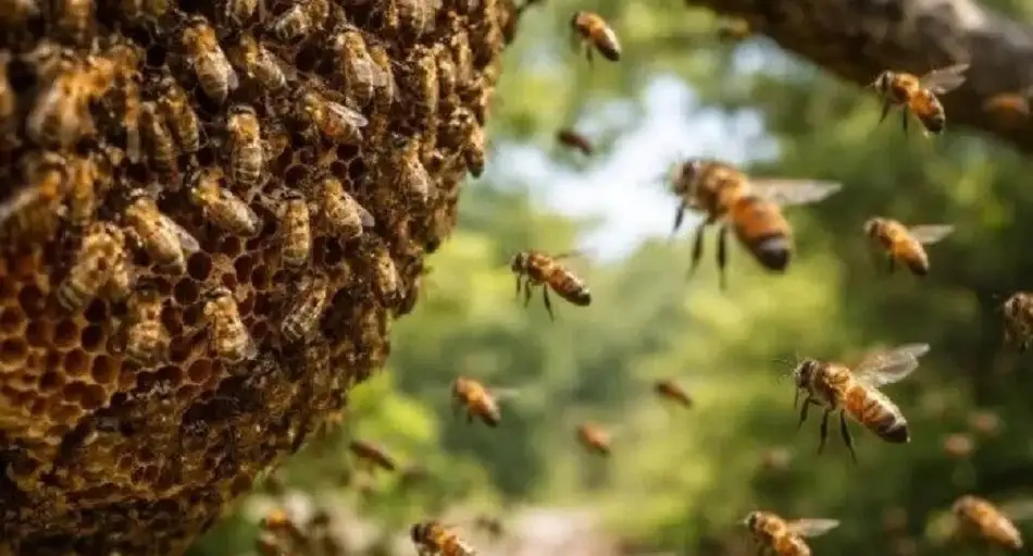 Ataque de abejas en Tehuacán deja una persona sin vida 