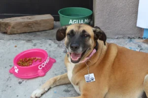 Agresores de animales en Puebla pagarán el veterinario y no podrán tener mascotas, propone Morena en el Congreso