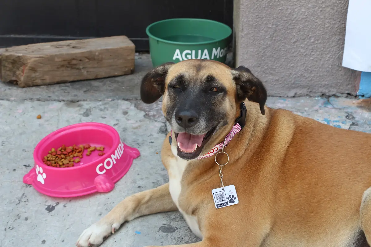 Agresores de animales en Puebla pagarán el veterinario y no podrán tener mascotas, propone Morena en el Congreso