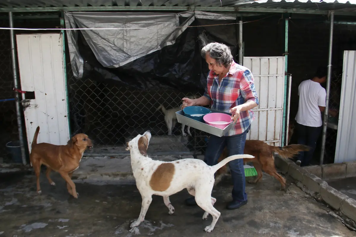 Agresores de animales en Puebla pagarán el veterinario y no podrán tener mascotas, propone Morena en el Congreso