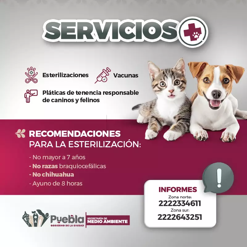 BANNERS animales 800X800.jpg