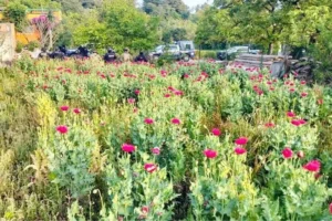 Aseguran plantío de amapola en Puebla tras patrullajes