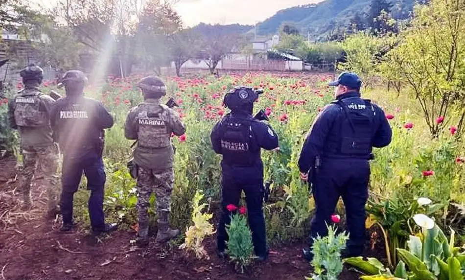 Aseguran plantío de amapola en Puebla tras patrullajes