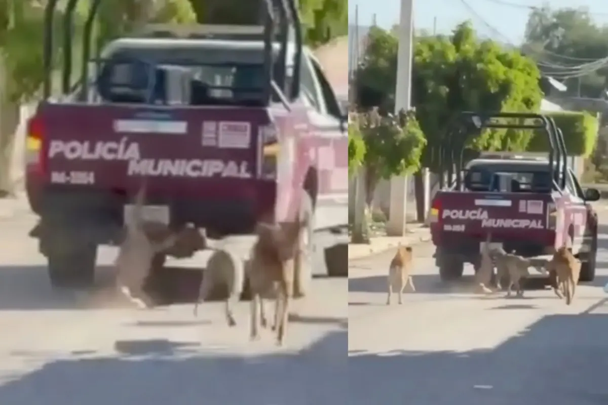 Captan a policías arrastrando a un perro sin vida en Puebla