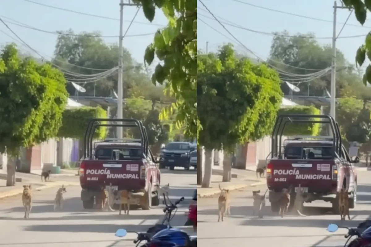 Captan a policías arrastrando a un perro sin vida en Puebla