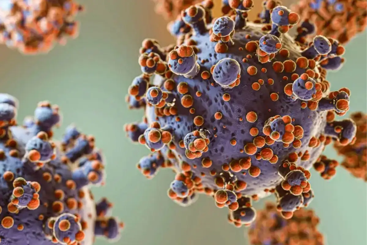 ¿Qué es el hantavirus, cómo se transmite y cuáles son sus síntomas?