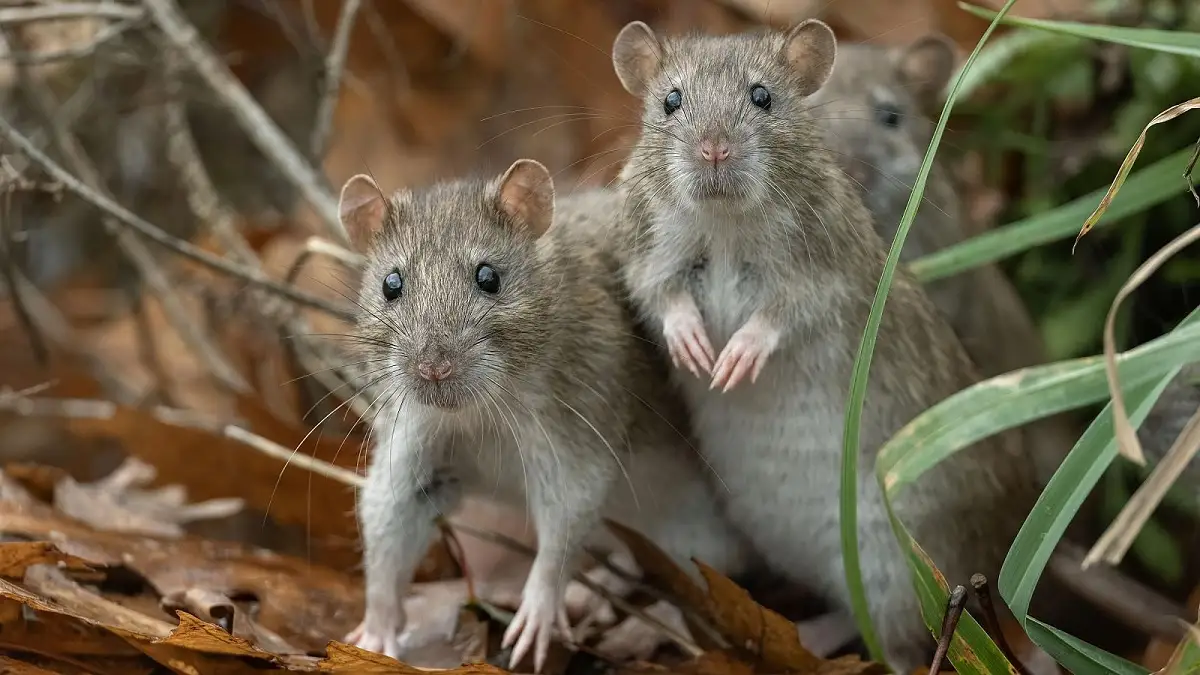 ¿Qué es el hantavirus, cómo se transmite y cuáles son sus síntomas?