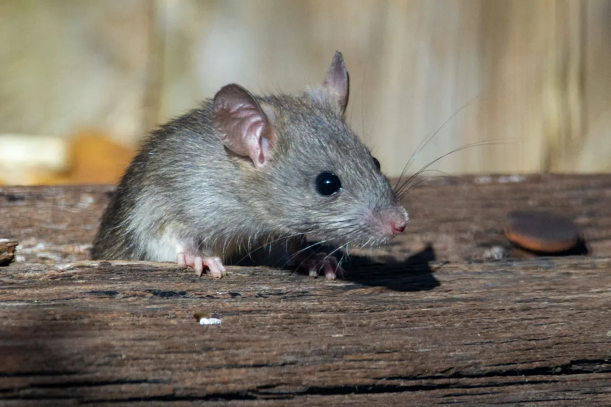 Suplica pasajero tras brote de hantavirus en crucero que dejó tres muertos