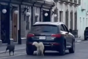 Captan abandono de perros en el Centro de Puebla