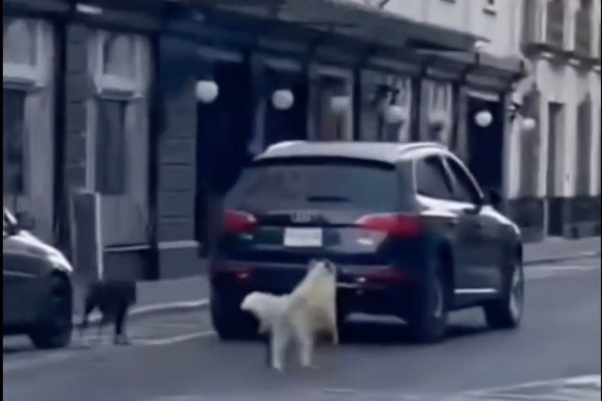 Captan abandono de perros en el Centro de Puebla