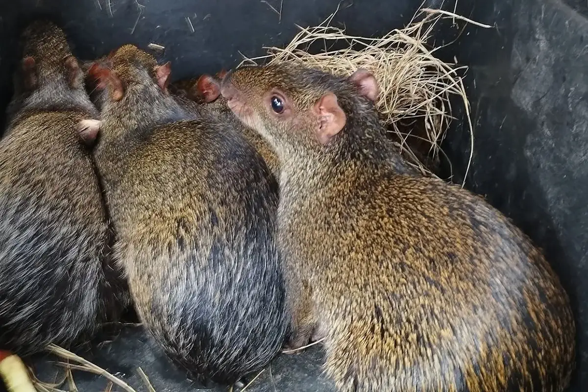 Crucero con hantavirus: detectan cepa que se contagia entre humanos