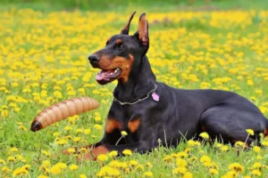 Gusano barrenador en CDMX: detectan un caso en un perro
