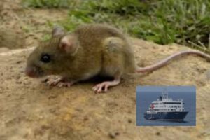 ¿Qué es el hantavirus? Todo lo que se sabe de la cepa andina y cómo pasó de las ratas a los humanos