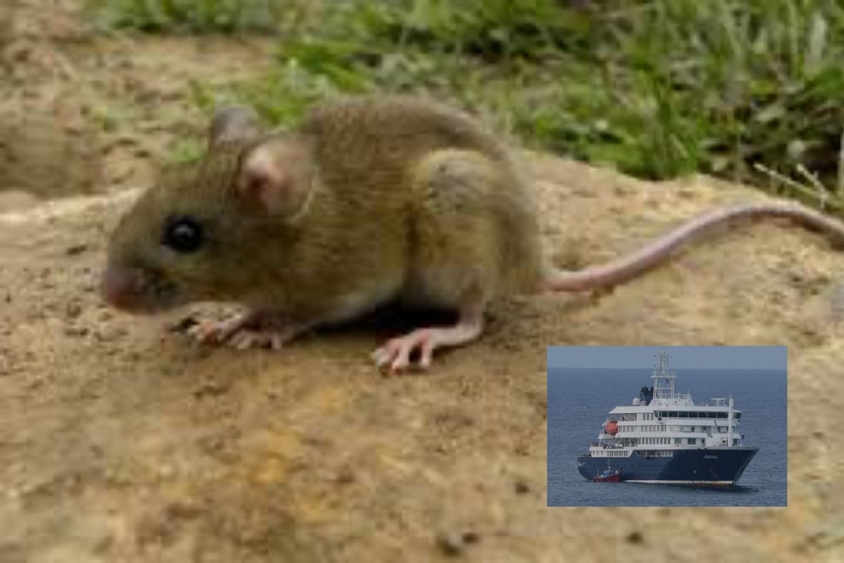 ¿Qué es el hantavirus? Todo lo que se sabe de la cepa andina y cómo pasó de las ratas a los humanos