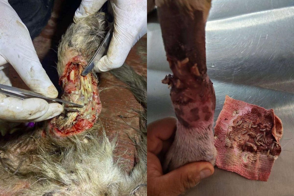 posible brote de gusano barrenador en perros y gatos de Necaxa
