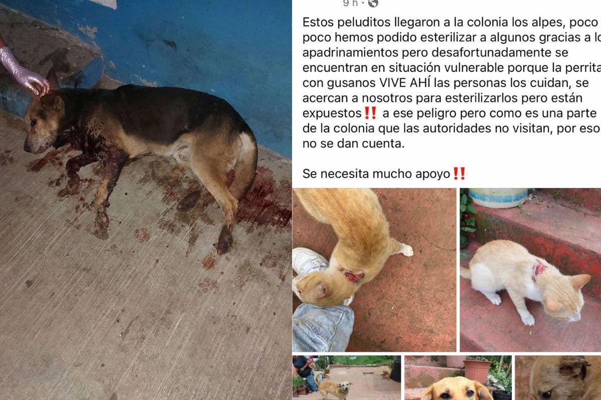 posible brote de gusano barrenador en perros y gatos de Necaxa