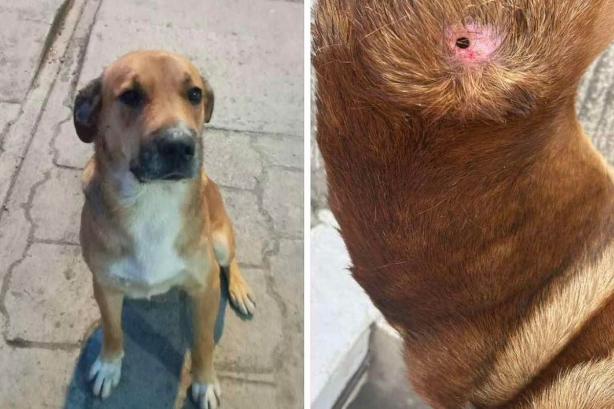 posible brote de gusano barrenador en perros y gatos de Necaxa