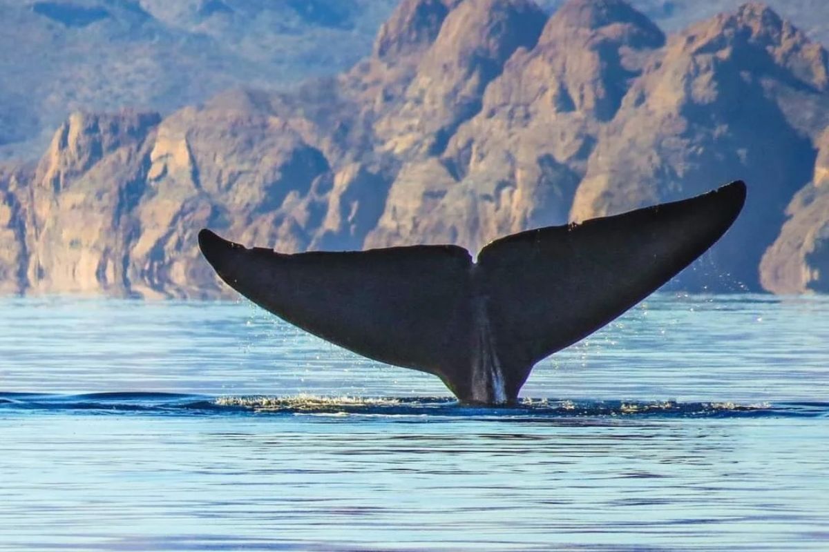 Lanzan petición para salvar el santuario de ballenas en Loreto