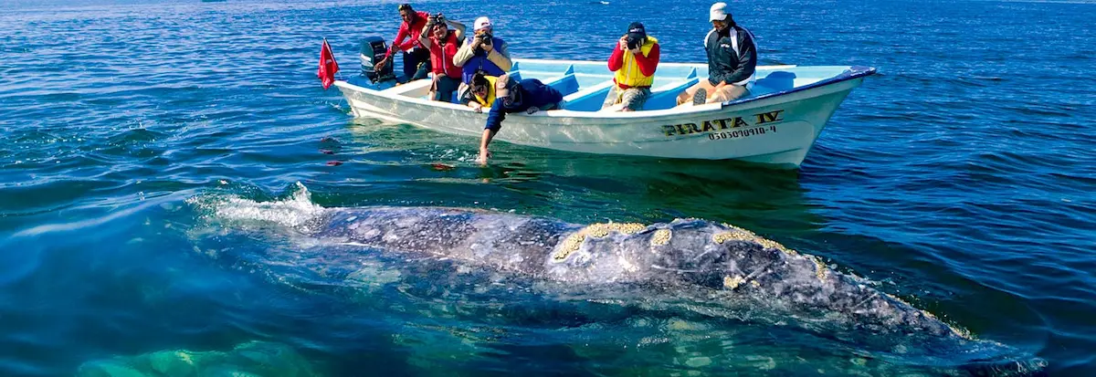 Lanzan petición para salvar el santuario de ballenas en Loreto