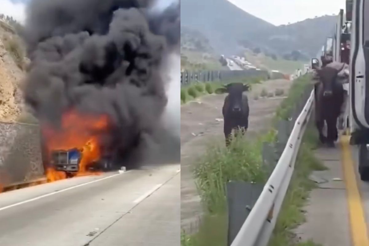 Tráiler cargado con ganado se incendia en el Arco Norte y varios becerros mueren calcinados