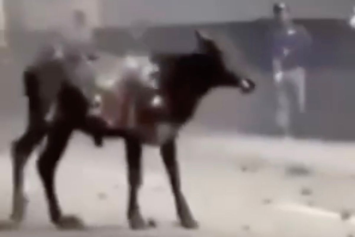 Tráiler cargado con ganado se incendia en el Arco Norte y varios becerros mueren calcinados