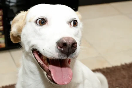 Pide Armenta al Congreso que legisle para limitar la compra de animales en Puebla 16 Pide Armenta al Congreso que legisle para limitar la compra de animales en Puebla
