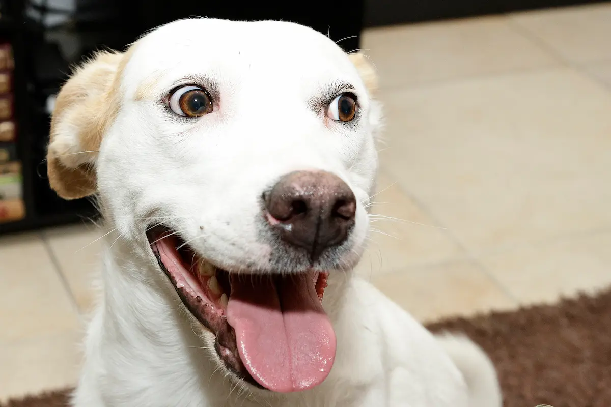 Pide Armenta al Congreso que legisle para limitar la compra de animales en Puebla
