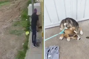 Sujeto abandona a perro afuera de refugio en Puebla