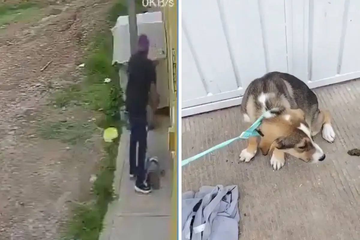 Sujeto abandona a perro afuera de refugio en Puebla