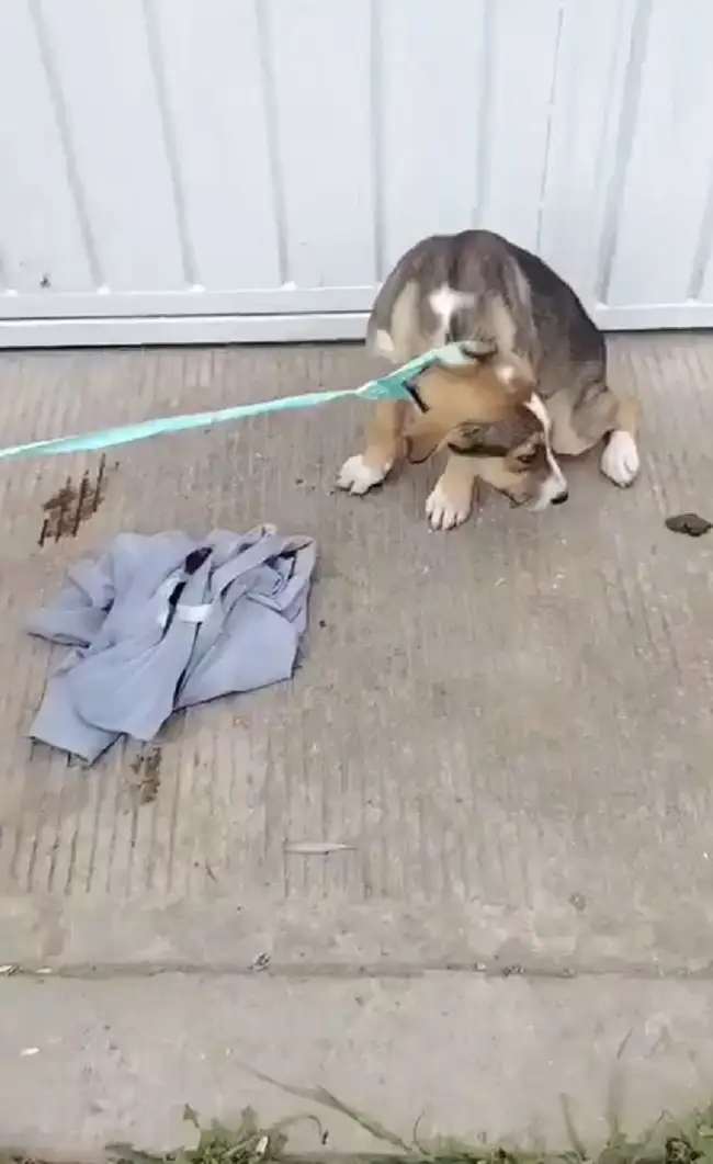 Sujeto abandona a perro afuera de refugio en Puebla