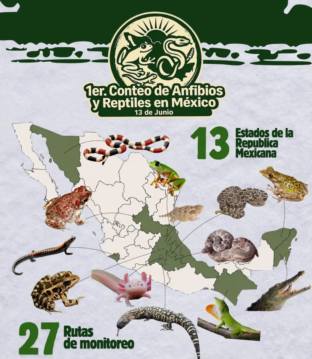 BUAP, partícipe del Primer Conteo Nacional de Anfibios y Reptiles 2 BUAP, partícipe del Primer Conteo Nacional de Anfibios y Reptiles