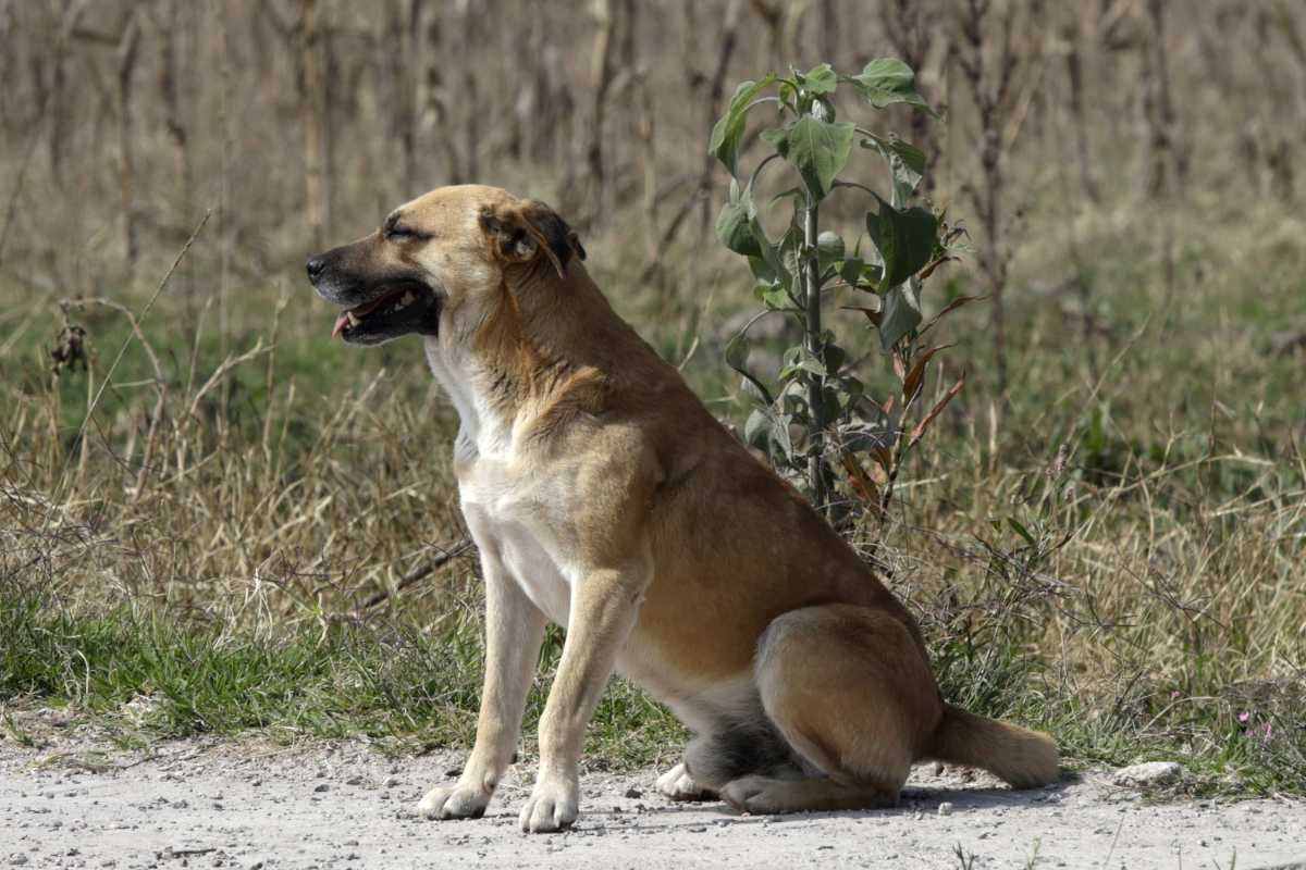 880 denuncias de crueldad animal en Puebla, según últimos reportes 2 estadísticas de crueldad animal en Puebla por municipio