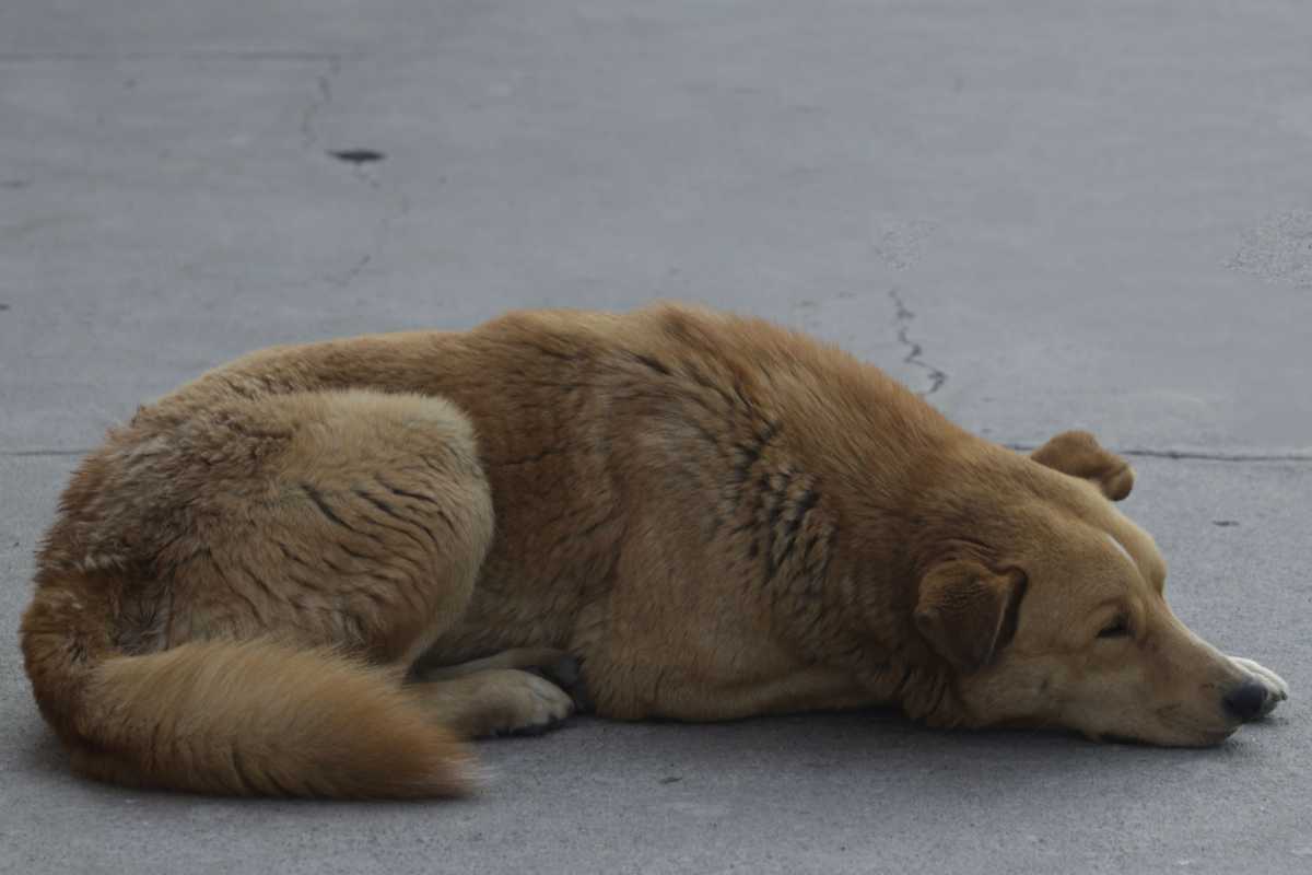 estadísticas de crueldad animal en Puebla (2) portada
