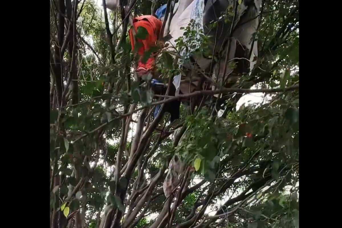 Retiran vivienda improvisada en un árbol de Los Héroes de Puebla 5 personas en situación de calle en Puebla portada