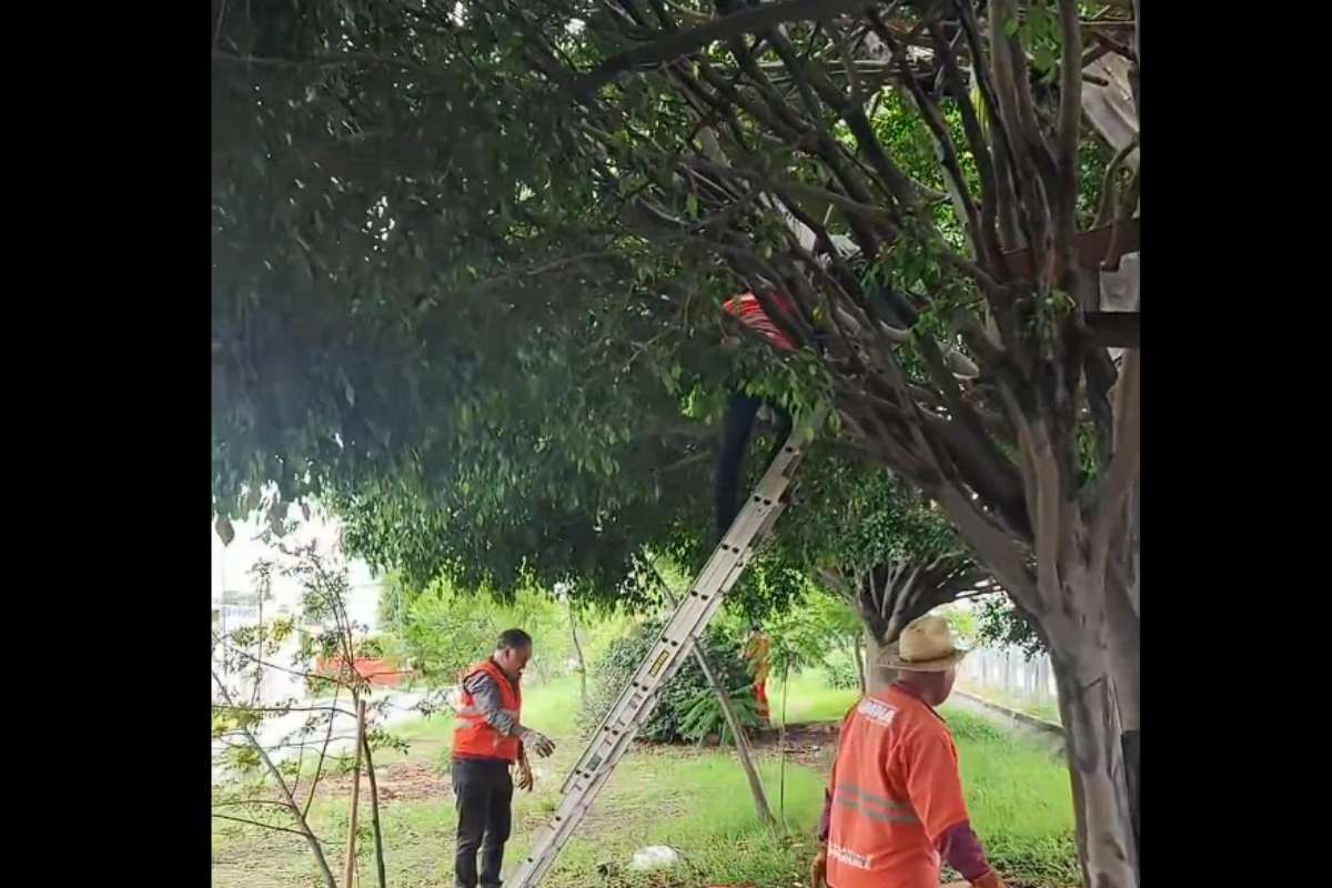 Retiran vivienda improvisada en un árbol de Los Héroes de Puebla 2 Vivienda improvisada en árbol de Los Héroes de Puebla | Foto: Archivo