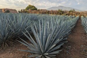 Comprarán 175 mil plantas de agave e instrumentos para producir Mezcal Cinco de Mayo