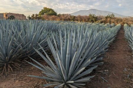 Comprarán 175 mil plantas de agave e instrumentos para producir Mezcal Cinco de Mayo