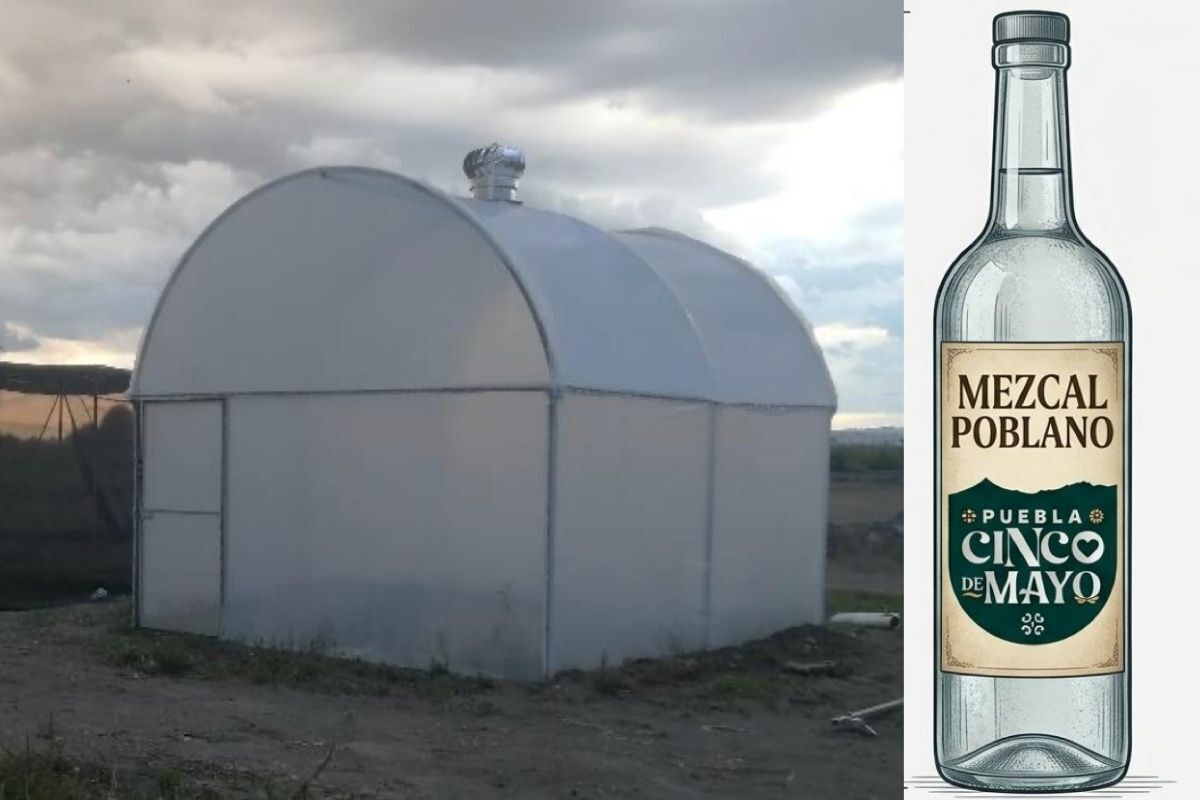 Comprarán 175 mil plantas de agave e instrumentos para producir Mezcal Cinco de Mayo