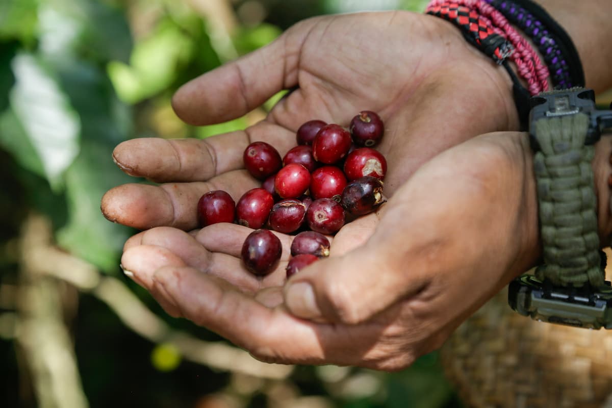 Presentan ruta de Pueblos Mágicos y BioCafé en Puebla