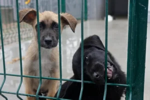 Diputada propone cárcel por negligencia extrema contra animales en Puebla