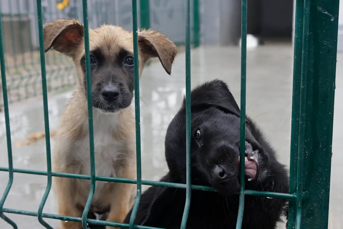 Diputada propone cárcel por negligencia extrema contra animales en Puebla