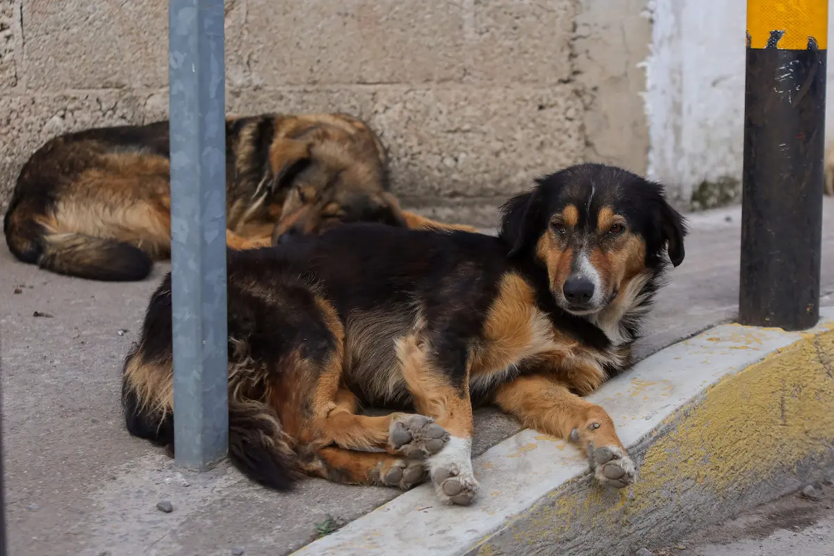 Diputada propone cárcel por negligencia extrema contra animales en Puebla