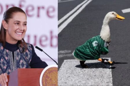 Sheinbaum invitará al pato Merlín a la mañanera
