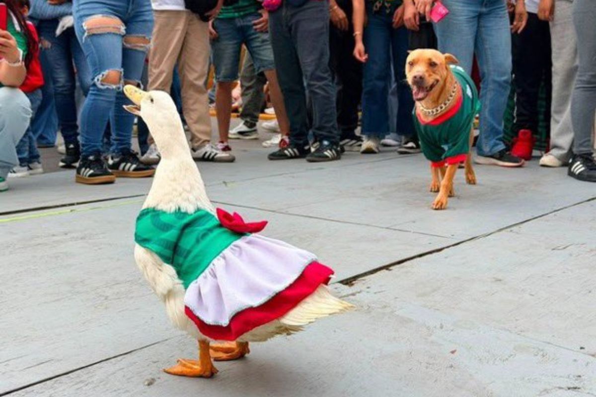 ¿Ya le encontraron pareja al famoso pato Merlín? Se viraliza Juanita la patita 2 Se viraliza Juanita la patita