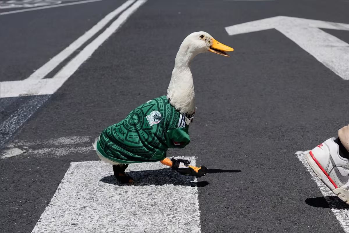 ¿Ya le encontraron pareja al famoso pato Merlín? Se viraliza Juanita la patita 3 Se viraliza Juanita la patita