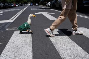Dueña del pato Merlín inicia trámite para registrar su imagen ante el IMPI