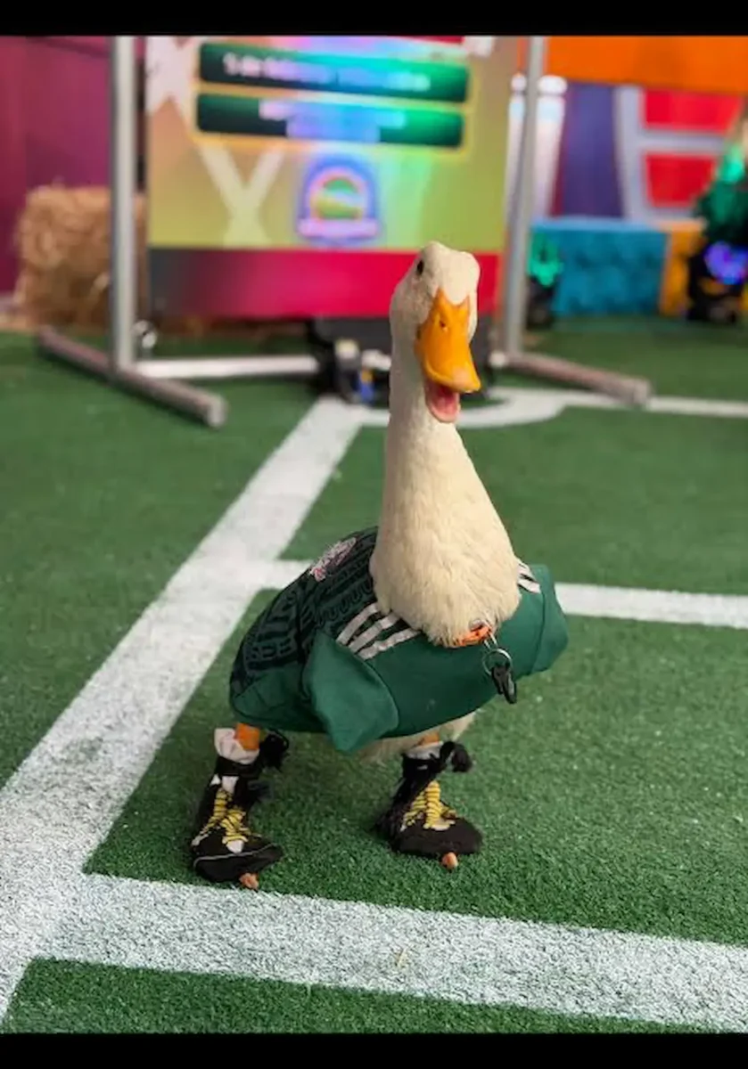 Un hombre registró marca de El Pato Merlín ante el IMPI antes