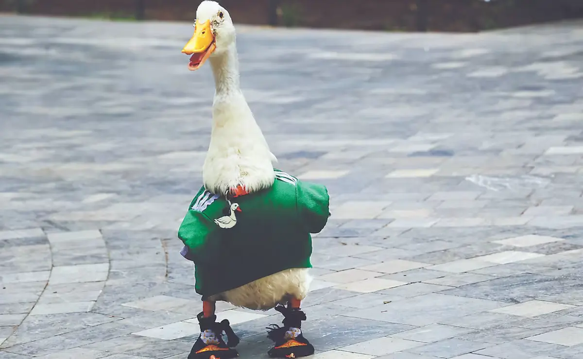 Un hombre registró marca de El Pato Merlín ante el IMPI antes
