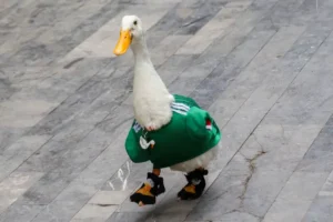 Marca Pato Merlín pertenece a familia